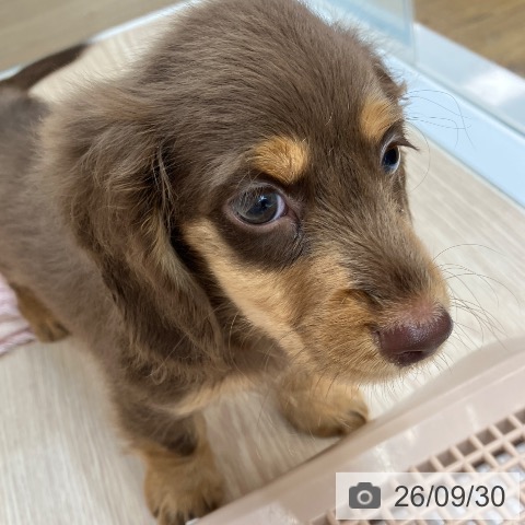 沖縄県のミニチュアダックスフンド(ロング) (ペットプラス 南風原店/2026年7月27日生まれ/男の子/チョコレートタン)の子犬の4枚目の画像
