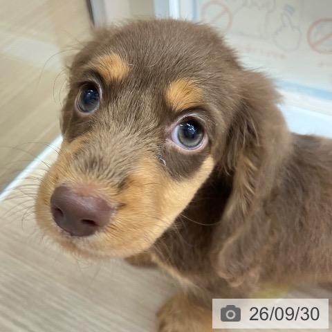 沖縄県のミニチュアダックスフンド(ロング) (ペットプラス 南風原店/2026年7月27日生まれ/男の子/チョコレートタン)の子犬の3枚目の画像