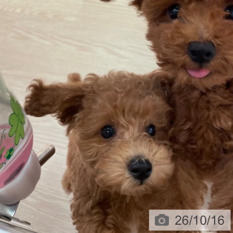 和歌山県のトイプードル(トイ) (ペットプラス 和歌山店/2026年7月30日生まれ/男の子/レッド)の子犬の3枚目の画像