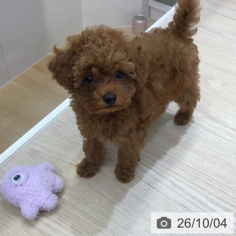 沖縄県のトイプードル(トイ) (ペットプラス 沖縄ライカム店/2026年7月30日生まれ/男の子/レッド)の子犬の4枚目の画像