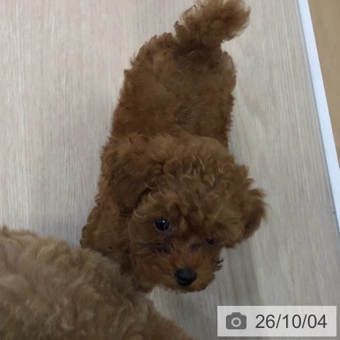 沖縄県のトイプードル(トイ) (ペットプラス 沖縄ライカム店/2026年7月30日生まれ/男の子/レッド)の子犬の3枚目の画像
