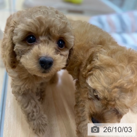 京都府のトイプードル(トイ) (ペットプラス 醍醐店/2026年7月30日生まれ/女の子/レッド)の子犬の4枚目の画像