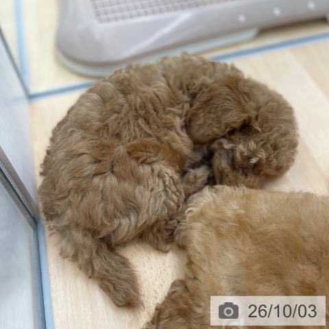 京都府のトイプードル(トイ) (ペットプラス 醍醐店/2026年7月30日生まれ/女の子/レッド)の子犬の3枚目の画像