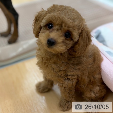 京都府のトイプードル(トイ) (ペットプラス 醍醐店/2026年7月30日生まれ/女の子/レッド)の子犬の4枚目の画像