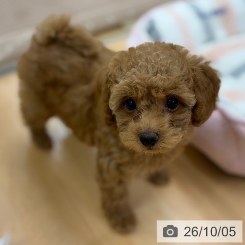 京都府のトイプードル(トイ) (ペットプラス 醍醐店/2026年7月30日生まれ/女の子/レッド)の子犬の3枚目の画像