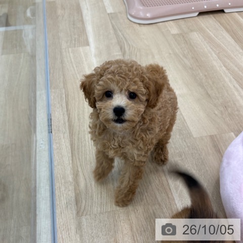 大阪府のトイプードル(トイ) (ペットプラス 松原店/2026年7月30日生まれ/男の子/レッド)の子犬の4枚目の画像