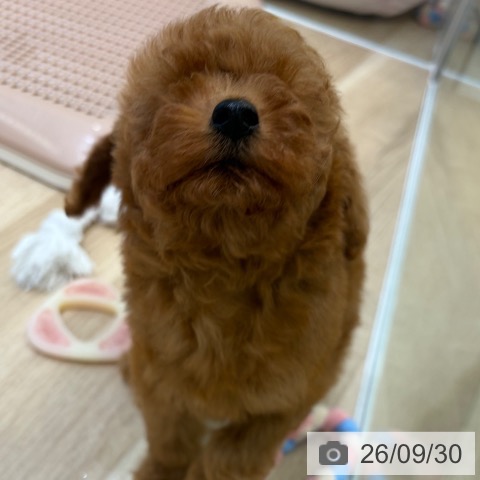 大阪府のトイプードル(トイ) (ペットプラス 堺北花田店/2026年7月27日生まれ/女の子/レッド)の子犬の4枚目の画像