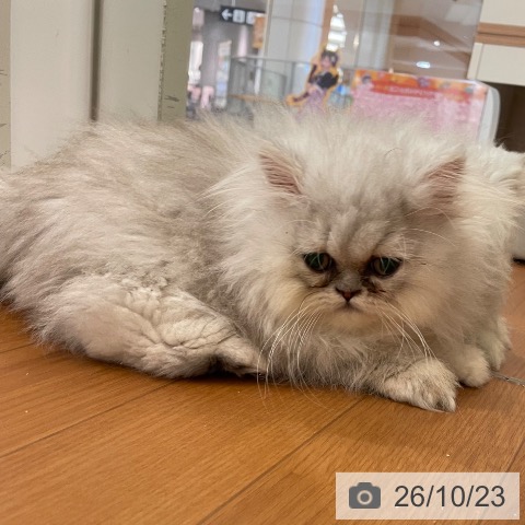 福岡県のペルシャ (ペットプラス 福岡伊都店/2026年7月24日生まれ/男の子/シェーデットシルバー)の子猫の3枚目の画像
