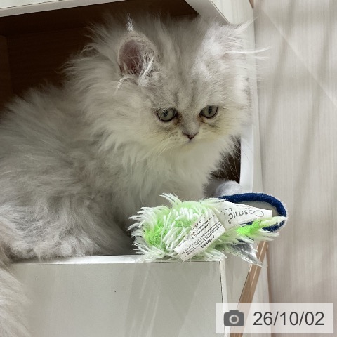 ペルシャの写真