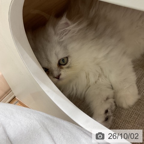 ペルシャの写真