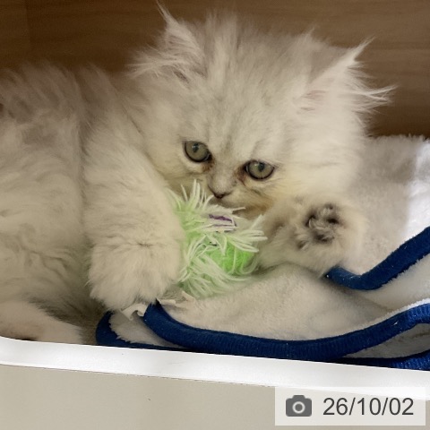 ペルシャの写真