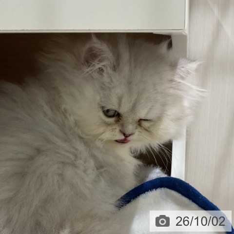 ペルシャの写真