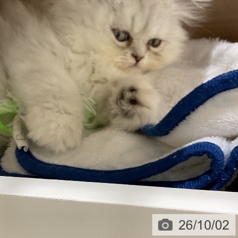 ペルシャの写真