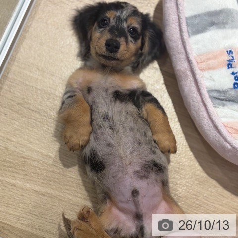 大阪府のミニチュアダックスフンド(ロング) (ペットプラス イオン大日店/2026年7月31日生まれ/男の子/シルバーダップル)の子犬の4枚目の画像