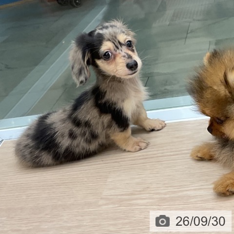 ミニチュア・ダックスフンドの写真