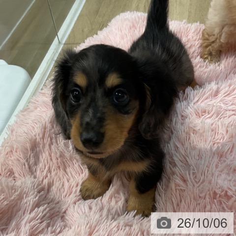 埼玉県のカニンヘンダックスフンド(ロング) (ペットプラス ららぽーと新三郷店/2026年7月29日生まれ/女の子/シルバーダップル)の子犬の4枚目の画像