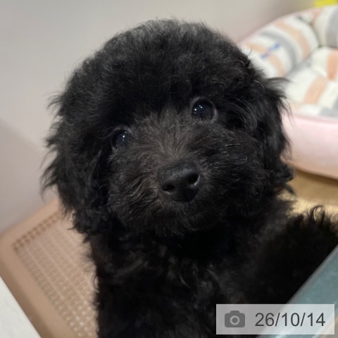 福岡県のトイプードル(トイ) (ペットプラス 小倉南店/2026年7月30日生まれ/女の子/ブラック)の子犬の3枚目の画像