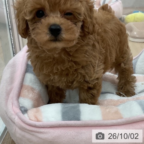福岡県のトイプードル(トイ) (ペットプラス 八幡東店/2026年7月30日生まれ/男の子/アプリコット)の子犬の3枚目の画像