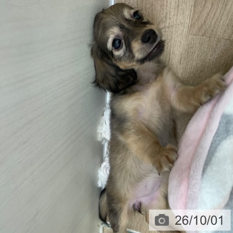 カニーンヘン・ダックスフンドの写真