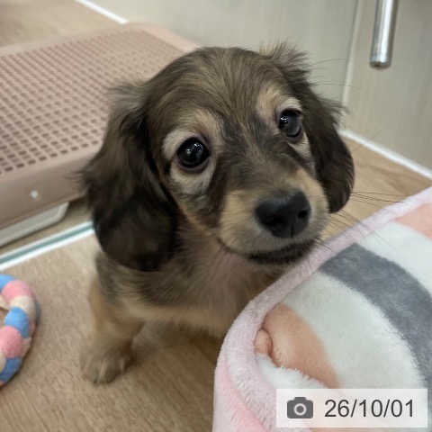 カニーンヘン・ダックスフンドの写真