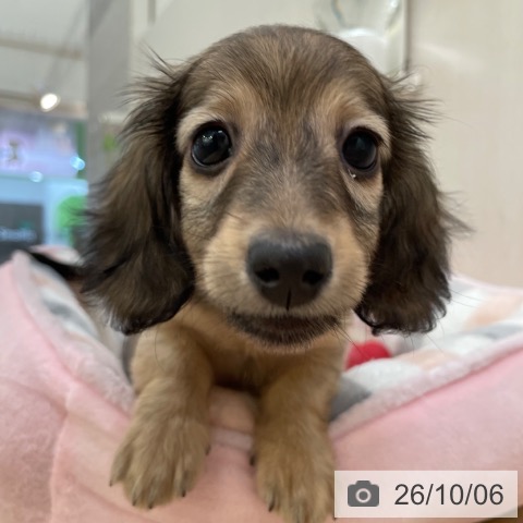 東京都のカニンヘンダックスフンド(ロング) (ペットプラス 東久留米店/2026年7月30日生まれ/女の子/シェーデットイエロー)の子犬の3枚目の画像