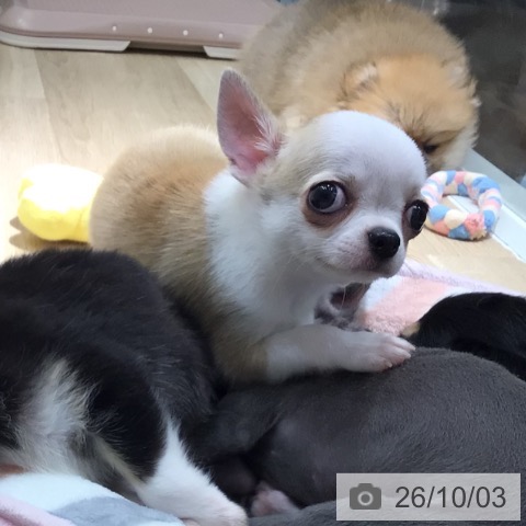 チワワの写真