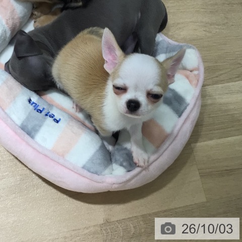 チワワの写真