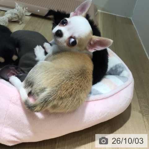 チワワの写真