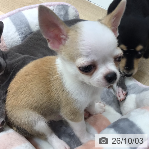 チワワの写真