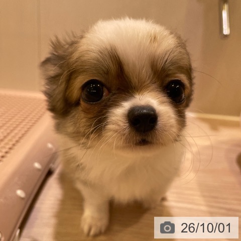 チワワの写真