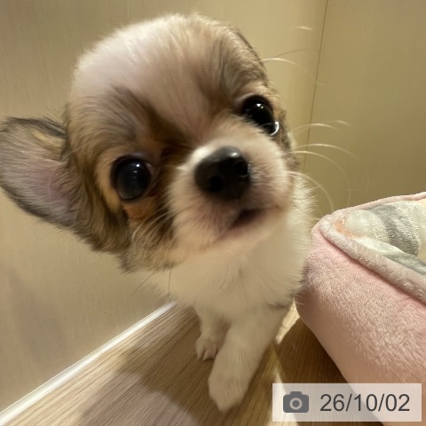 チワワの写真