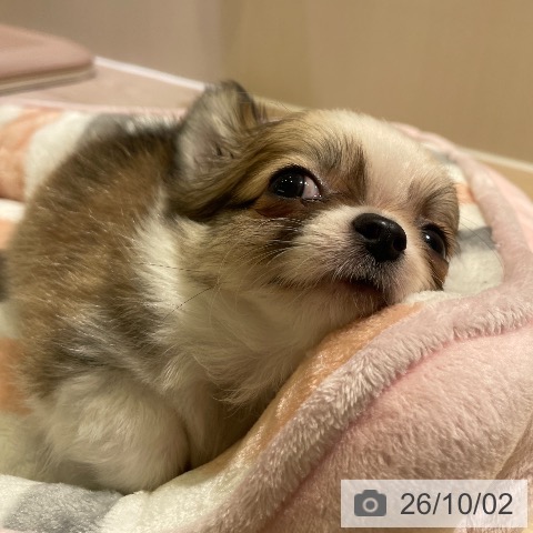 チワワの写真