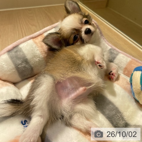 チワワの写真