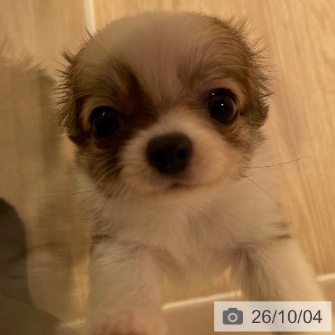 チワワの写真