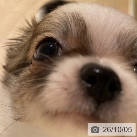 チワワの写真