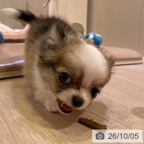 チワワの写真