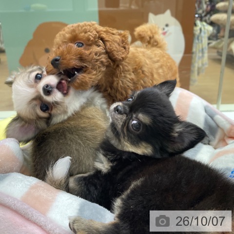 チワワの写真