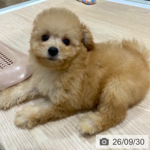 大阪府のトイプードル(トイ) (ペットプラス 堺鉄砲町店/2026年7月27日生まれ/女の子/アプリコット)の子犬の3枚目の画像