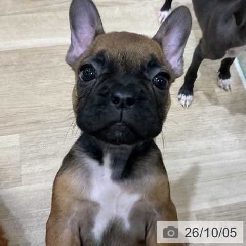 フレンチ・ブルドッグの写真