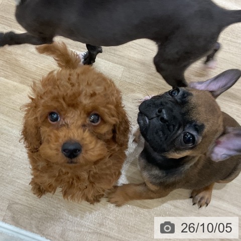 フレンチ・ブルドッグの写真