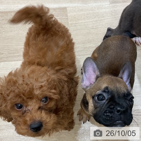 フレンチ・ブルドッグの写真