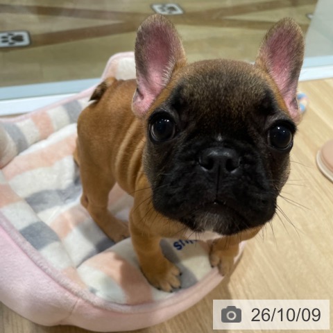 福岡県のフレンチブルドッグ (ペットプラス 小倉南店/2026年7月29日生まれ/女の子/フォーン)の子犬の4枚目の画像