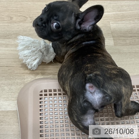 フレンチ・ブルドッグの写真