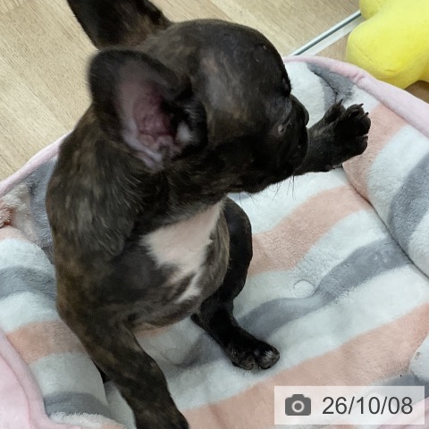 フレンチ・ブルドッグの写真