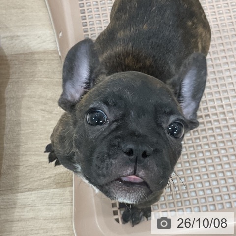 フレンチ・ブルドッグの写真