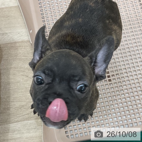フレンチ・ブルドッグの写真