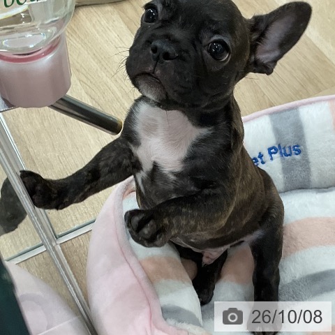 福岡県のフレンチブルドッグ (ペットプラス 八幡東店/2026年7月31日生まれ/男の子/ブリンドル)の子犬の4枚目の画像