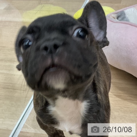 福岡県のフレンチブルドッグ (ペットプラス 八幡東店/2026年7月31日生まれ/男の子/ブリンドル)の子犬の3枚目の画像