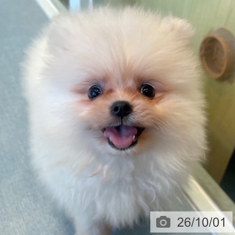 ポメラニアンの写真
