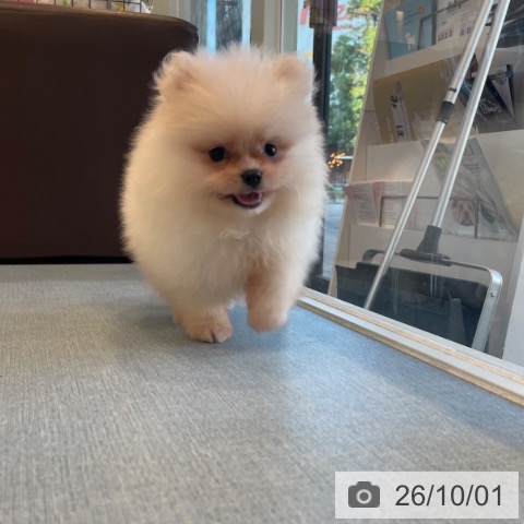 ポメラニアンの写真
